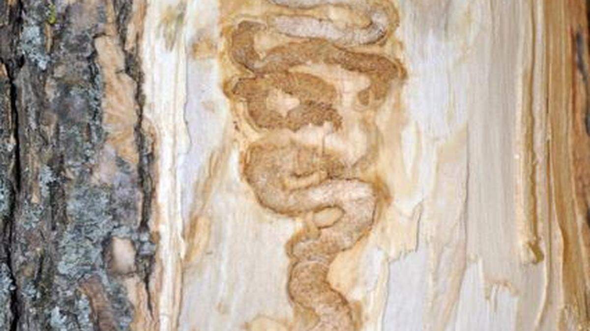 
Damage caused by the emerald ash borer has been discovered in trees in Shawnee Mission Park, showing the borer’s spread in Johnson County.
