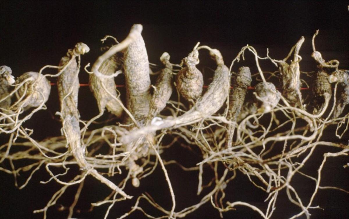 Wild ginseng roots dry in West Virginia. The wild variety commands a higher price than the cultivated, because it supposedly contains more therapeutic qualities. But many doctors question such claims.