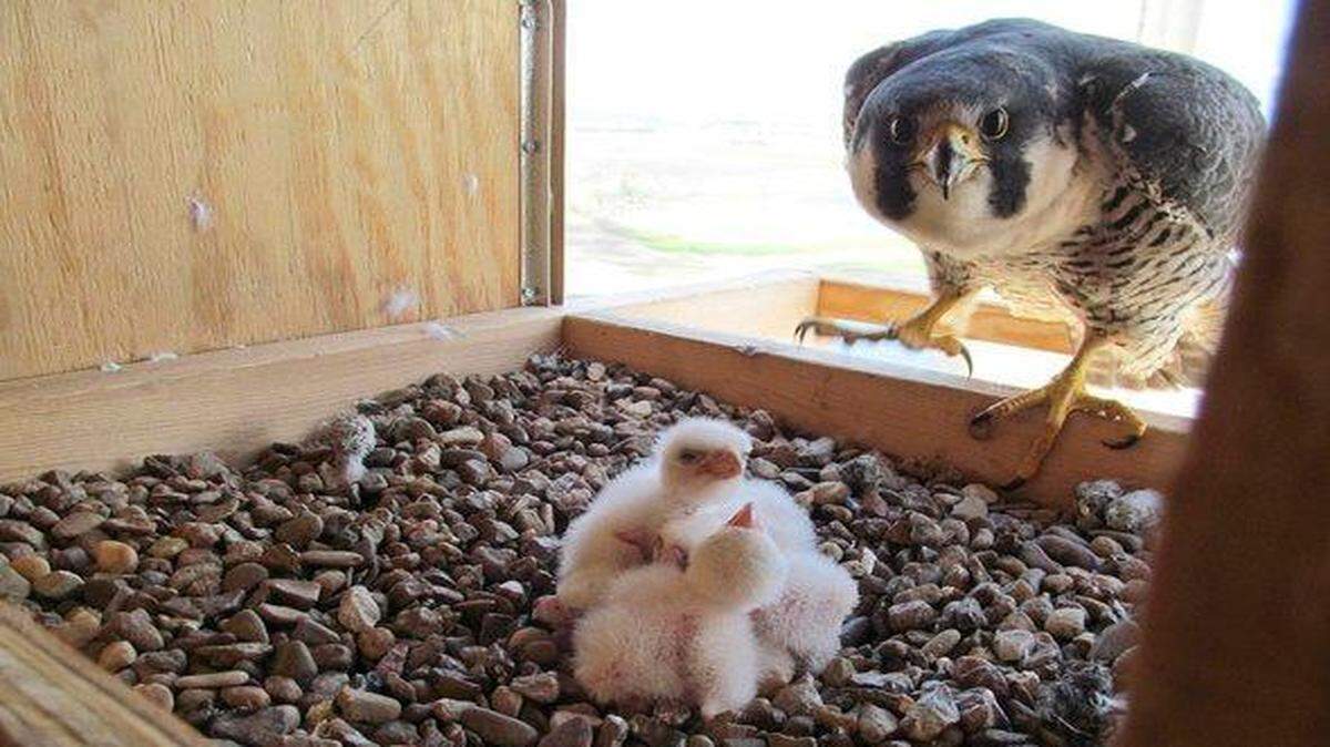 
Two “falcon cams” will offer scenes like this from a previous year’s nest.
