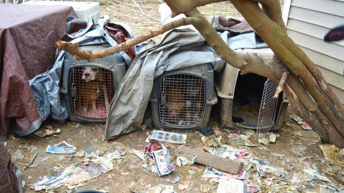 More than 100 dogs and cats are recovering after being rescued from unsafe living conditions on a property in Bates County.