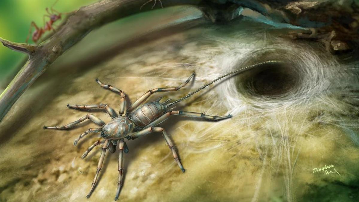 The new animal resembles a spider in having fangs, male pedipalps, four walking legs and silk-producing spinnerets at its rear. However, it also bears a long flagellum or tail. No living spider has a tail. - KU News Service