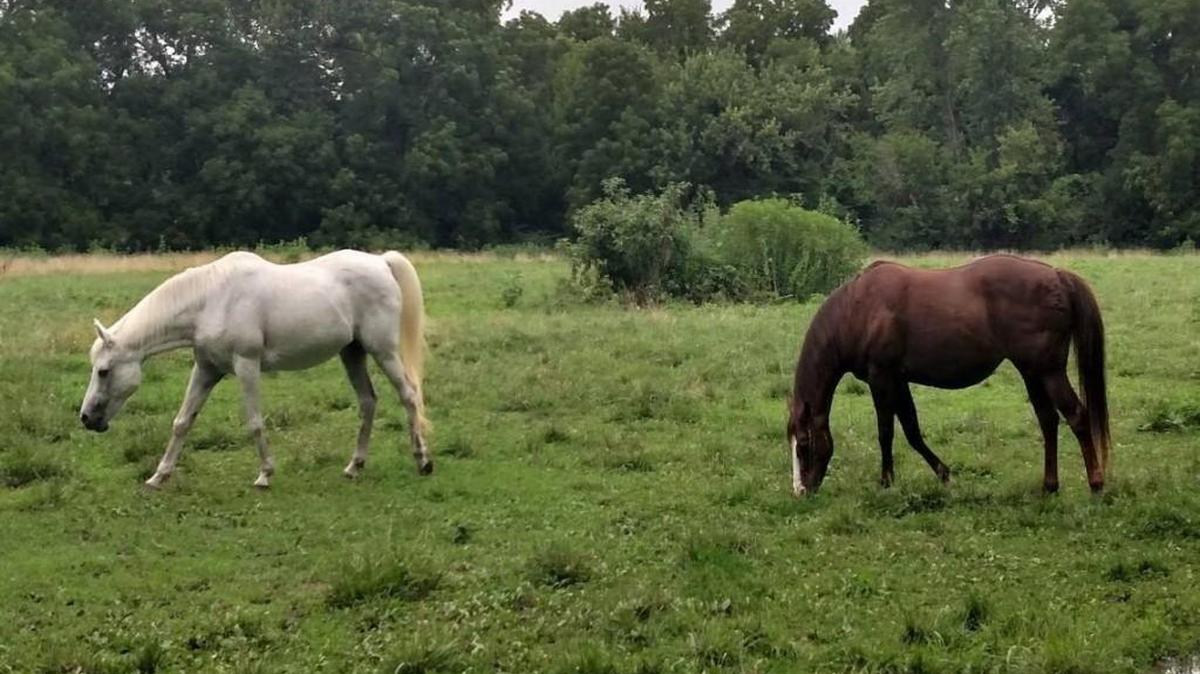 Agapey (right), a 17-year-old quarter horse, was found dead Monday, several days after being lost in flash flooding in Overland Park along with Lytia (left). Lytia was found dead Saturday.