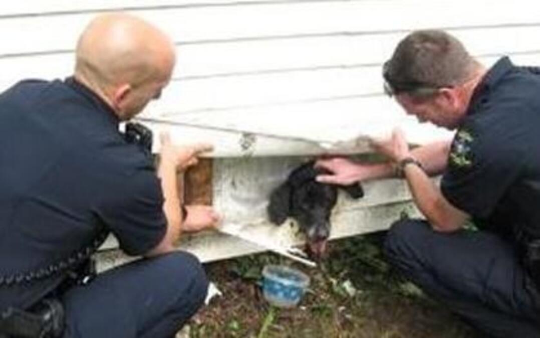 Overland Park police helped remove a trapped dog Thursday morning from a dryer vent in the 8000 block of Hemlock Street.