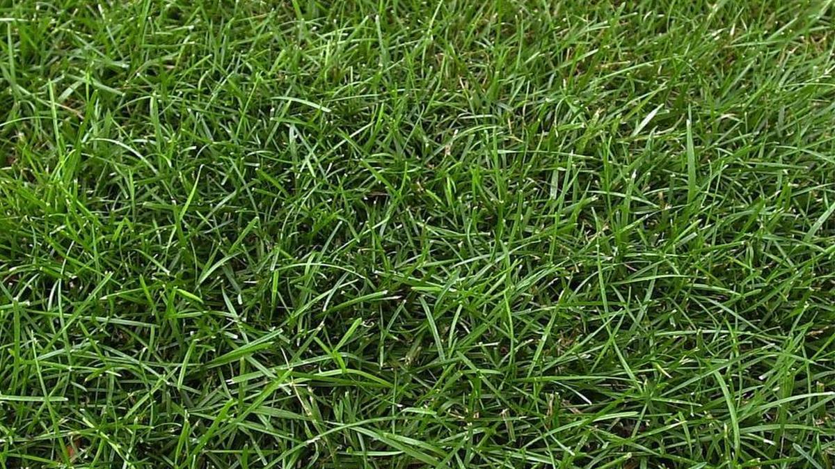 Healthy grass taunts us.