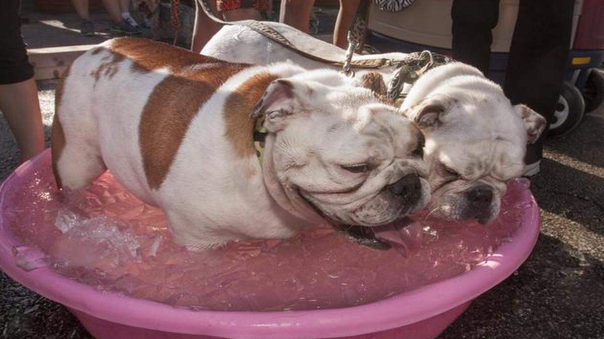 
English bulldogs Harley Bear (left) and Chopper Sue cooled off in a tub of ice water after taking part in Sunday’s Strutt With Your Mutt event in Brookside. The bulldogs belong to Stacie Wright of Overland Park.
