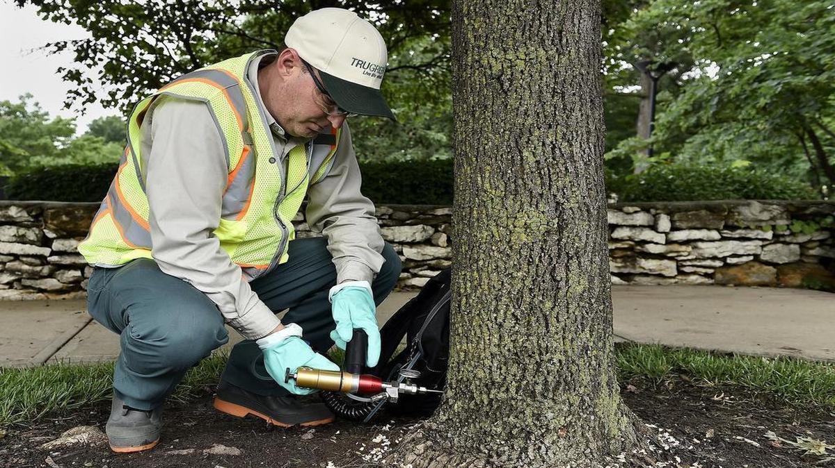 
A.J. Murray, a tree and shrub specialist with TruGreen, used an Arborjet device to inject the insecticide TREE-age into a tree on Rockhill Road. Murray is treating city trees for the emerald ash borer, a pest that can kill a tree when its eggs are laid in it and the larvae hatch.
