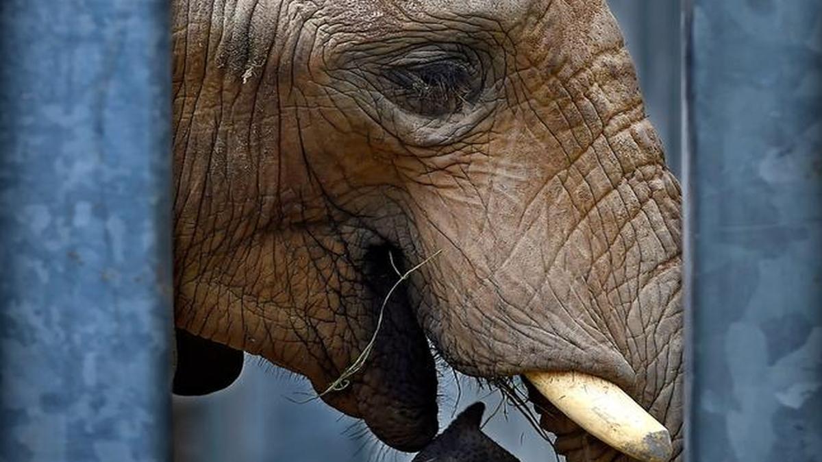 
Tamani, a nearly 10-year-old male African elephant, arrived Monday at the Kansas City Zoo, transferred from the Birmingham Zoo in Alabama. The zoo welcomed him with a watermelon, which he took to his enclosure for private dining. Officials here hope he will be part of a future breeding program.

