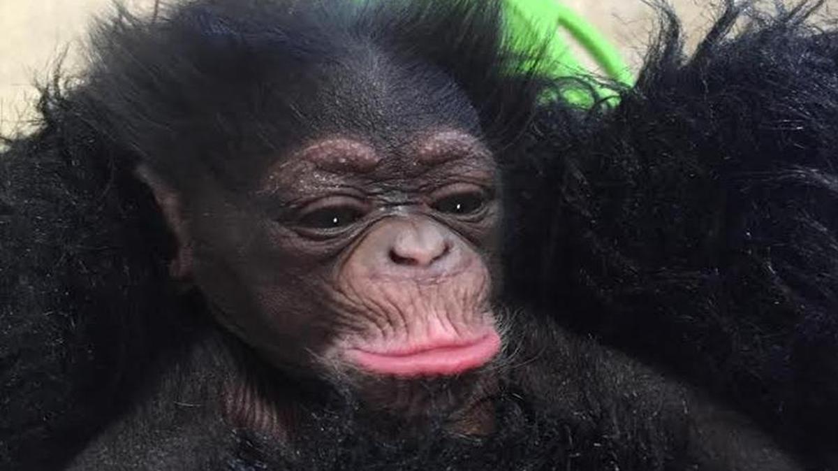 This female chimpanzee was born Friday at the Kansas City Zoo.