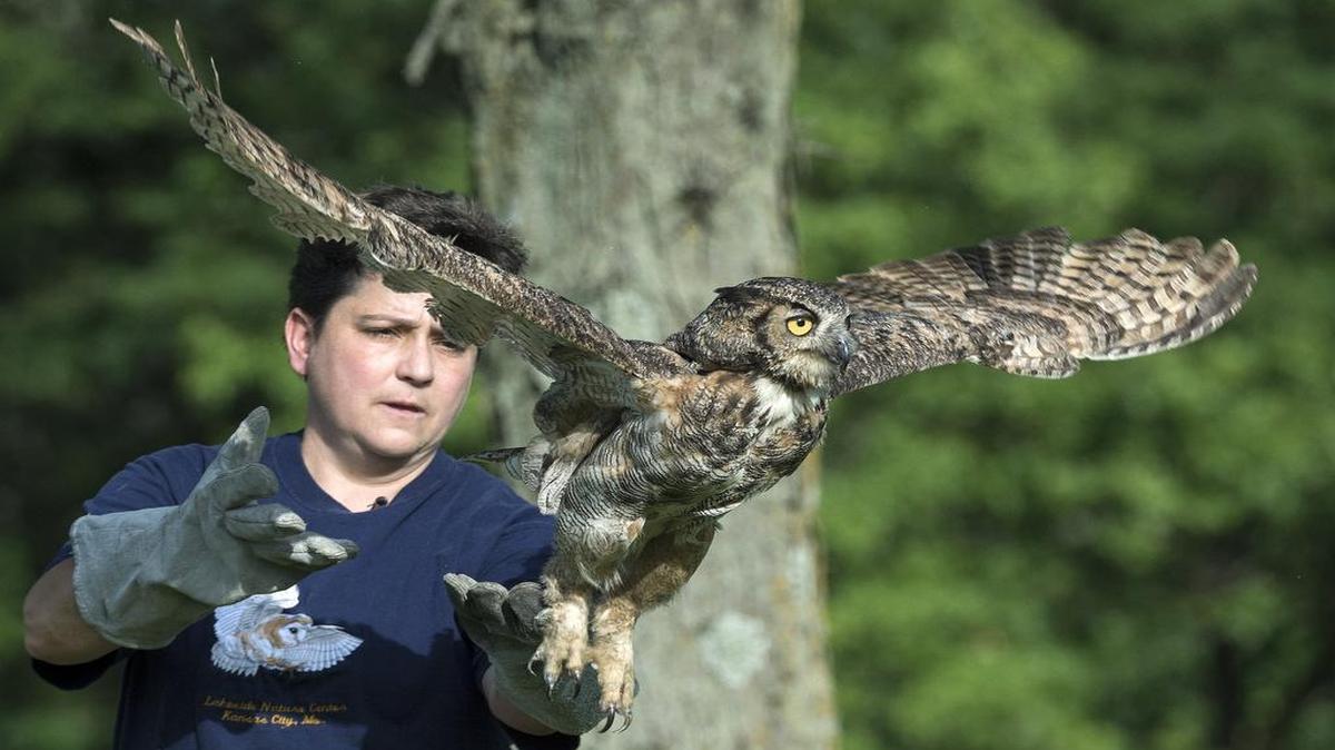 
Kimberly Hess, director of the Lakeside Nature Center in Kansas City, released a great horned owl Wednesday back into the area at Longview Lake Park where it was found injured two months ago. 
