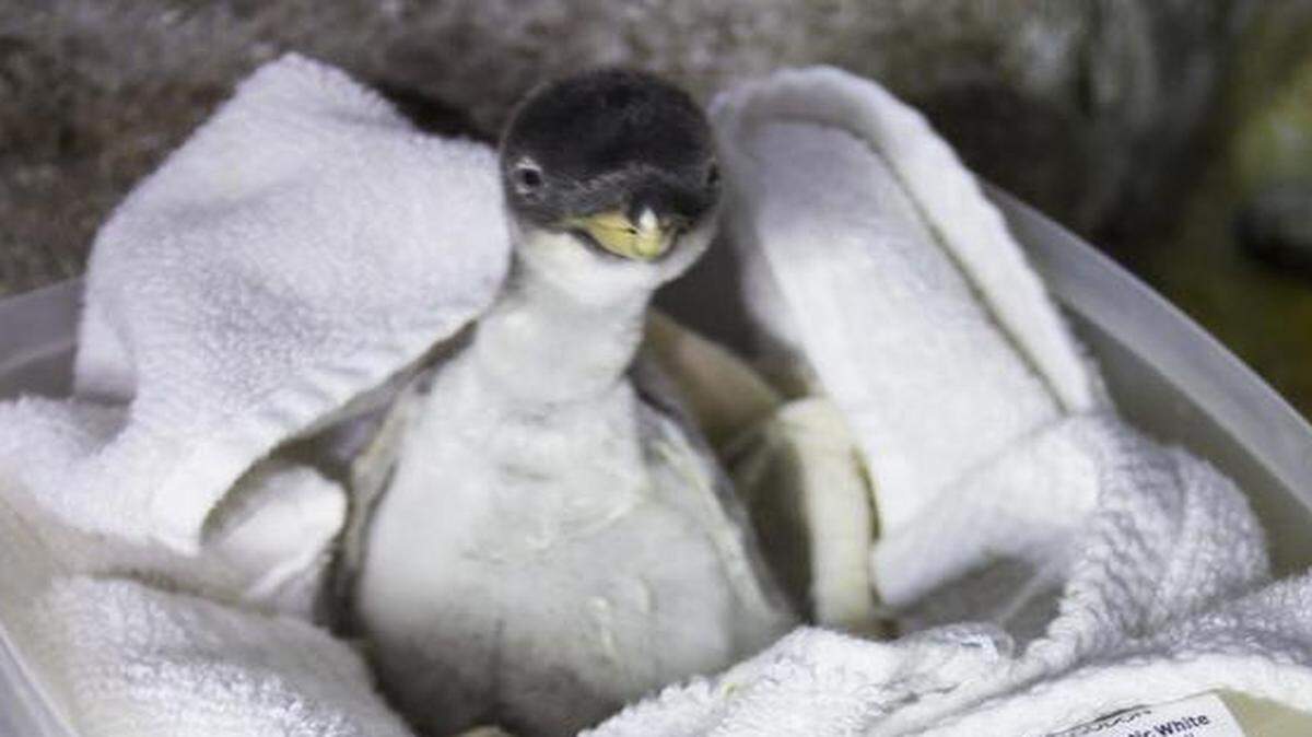 
This gentoo penguin chick hatched this week at the Kansas City Zoo.
