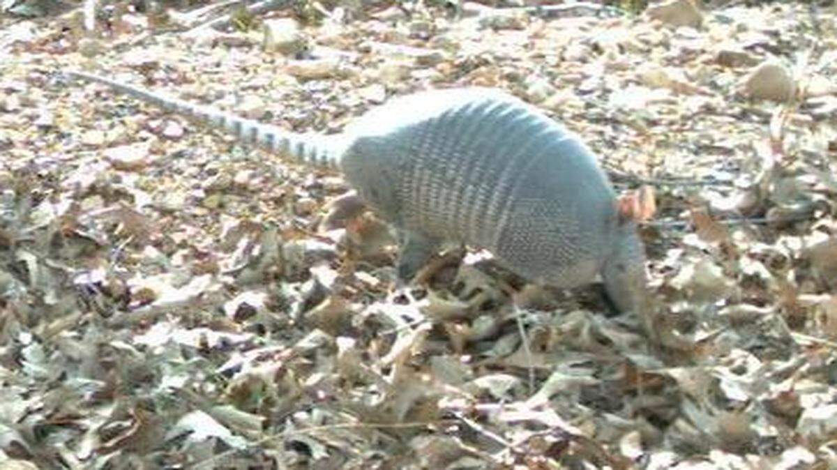 
A nine-banded armadillo. 

