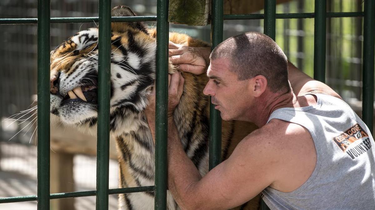 
Raja, a male Bengal tiger, nuzzled Steve Klein, senior curator at the Cedar Cove Feline Conservatory and Education Center, before a feeding at the non-profit sanctuary, four miles east of Louisburg, Kan.
