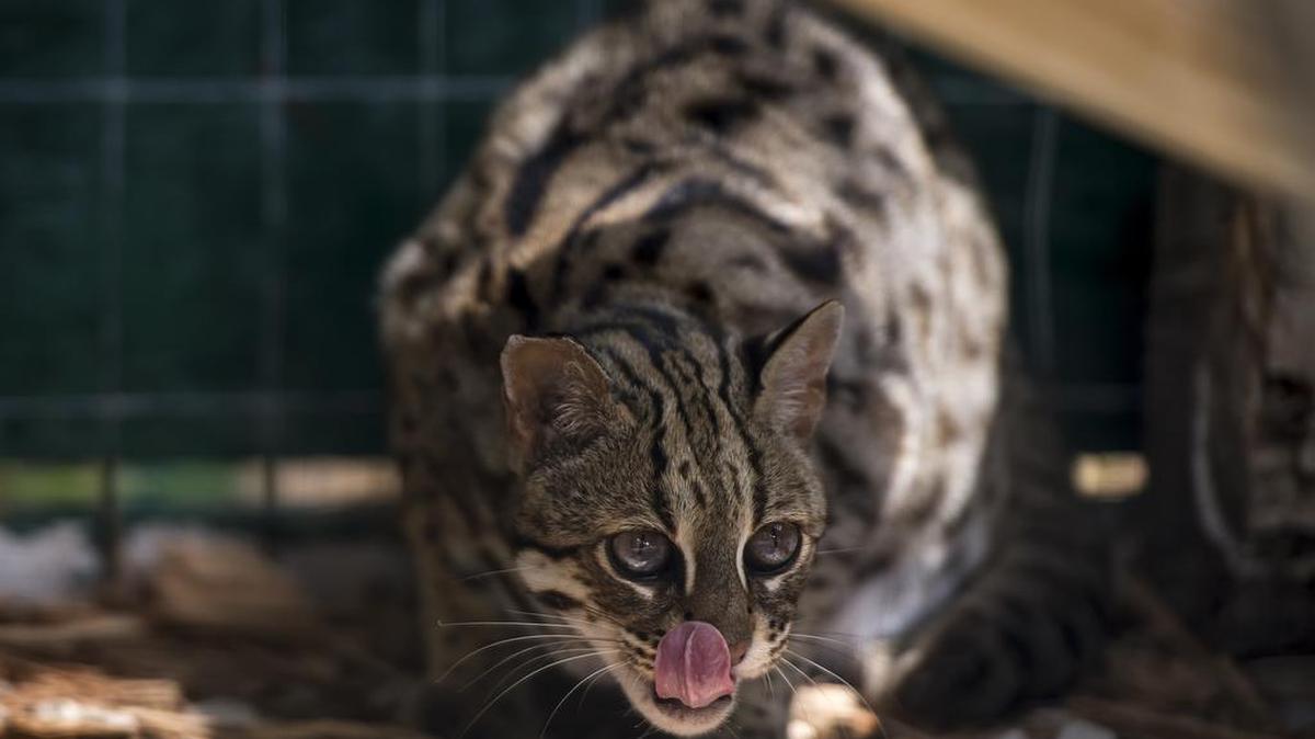 This Asian leopard cat lives at the Cedar Cove Feline Conservatory and Education Center, near Louisburg, Kan. An Olathe man was fined for importing this breed..