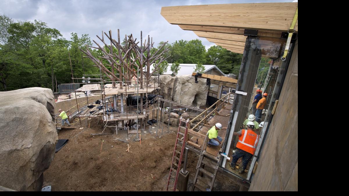 
The Kansas City Zoo’s orangutans will be able to explore their new exhibit, complete with six steel trees to climb, on Friday. Visitors to the zoo will be able to watch the apes from behind 14-foot-high windows.

