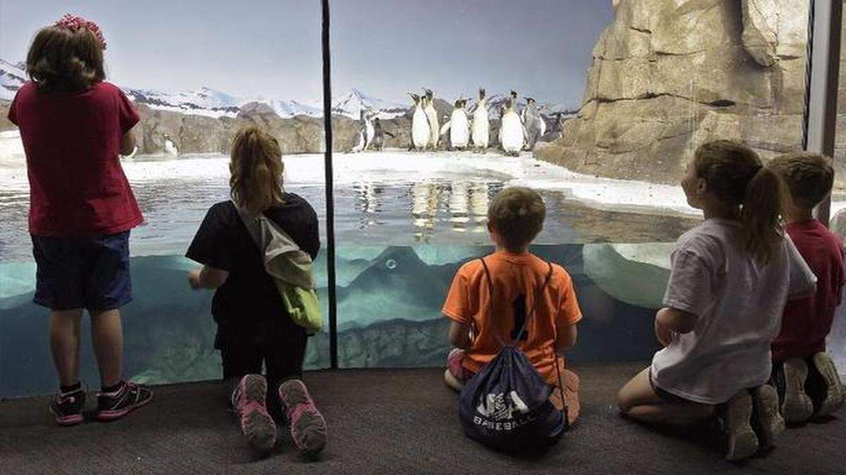 
Children view the penguin exhibit at the Kansas City Zoo.
