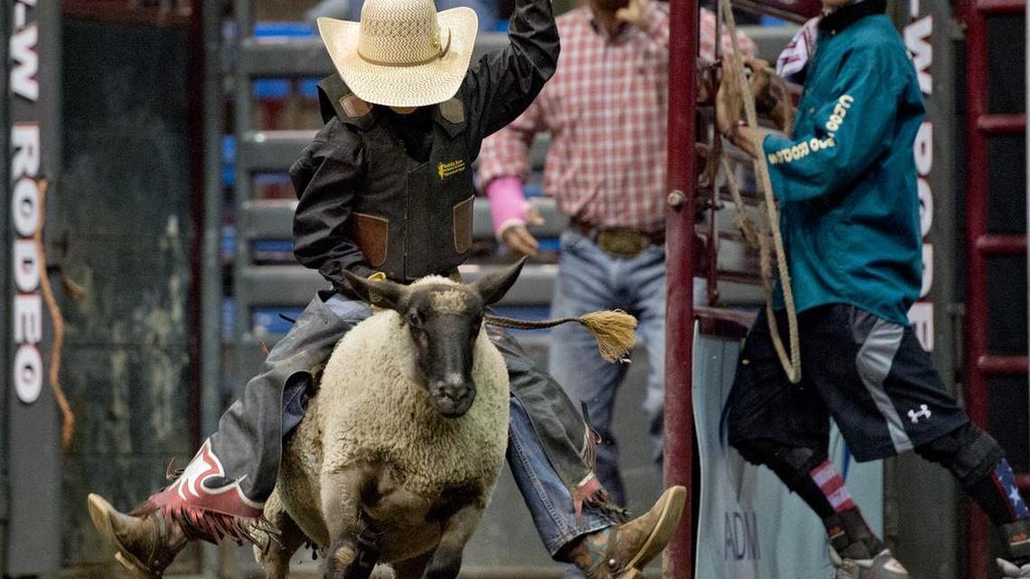 The American Royal Invitational Youth Rodeo junior division kicked off with mutton busting on Thursday, Sept. 24, 2015, in the West Bottoms. Cash Trammel, 8, of Tahlequah, Okla., got encouragement from his father, Mike Trammel (background), as he rode in the competition. The rodeo concludes at noon on Friday.