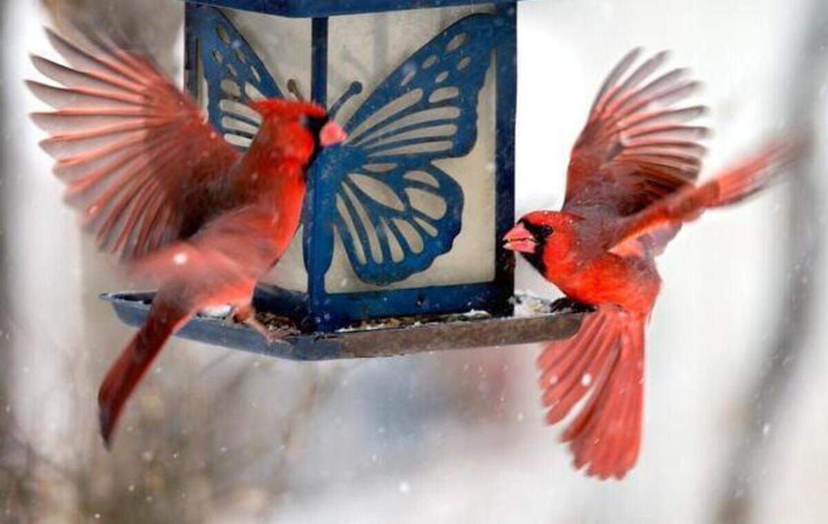 
A cardinal (right) wasn't interested in sharing his dinner spot with an interloper Saturday afternoon as snow fell on at Weatherby Lake. In this instance, two was a crowd. The cardinal on the left flew quickly away.
