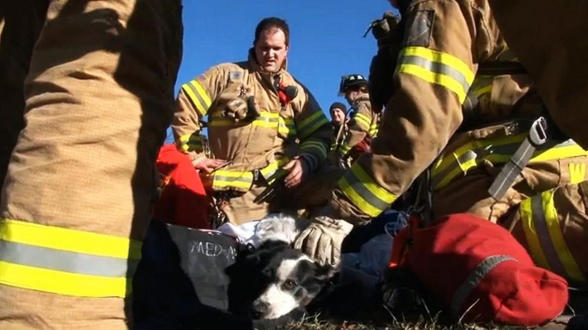 Olathe firefighters rescued a dog from a house fire Sunday evening in Olathe. Firefighters found the dog, Finley, unresponsive in the home’s living room. Firefighters resuscitated the dog by giving her oxygen and stimulating her body. No one was injured in the fire, but two cats perished.