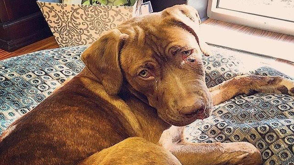 
Echo is a 1-year-old hound mixed with Dogue de Bordeaux. Previously, Echo was a shelter dog that had been adopted out by Great Plains.
