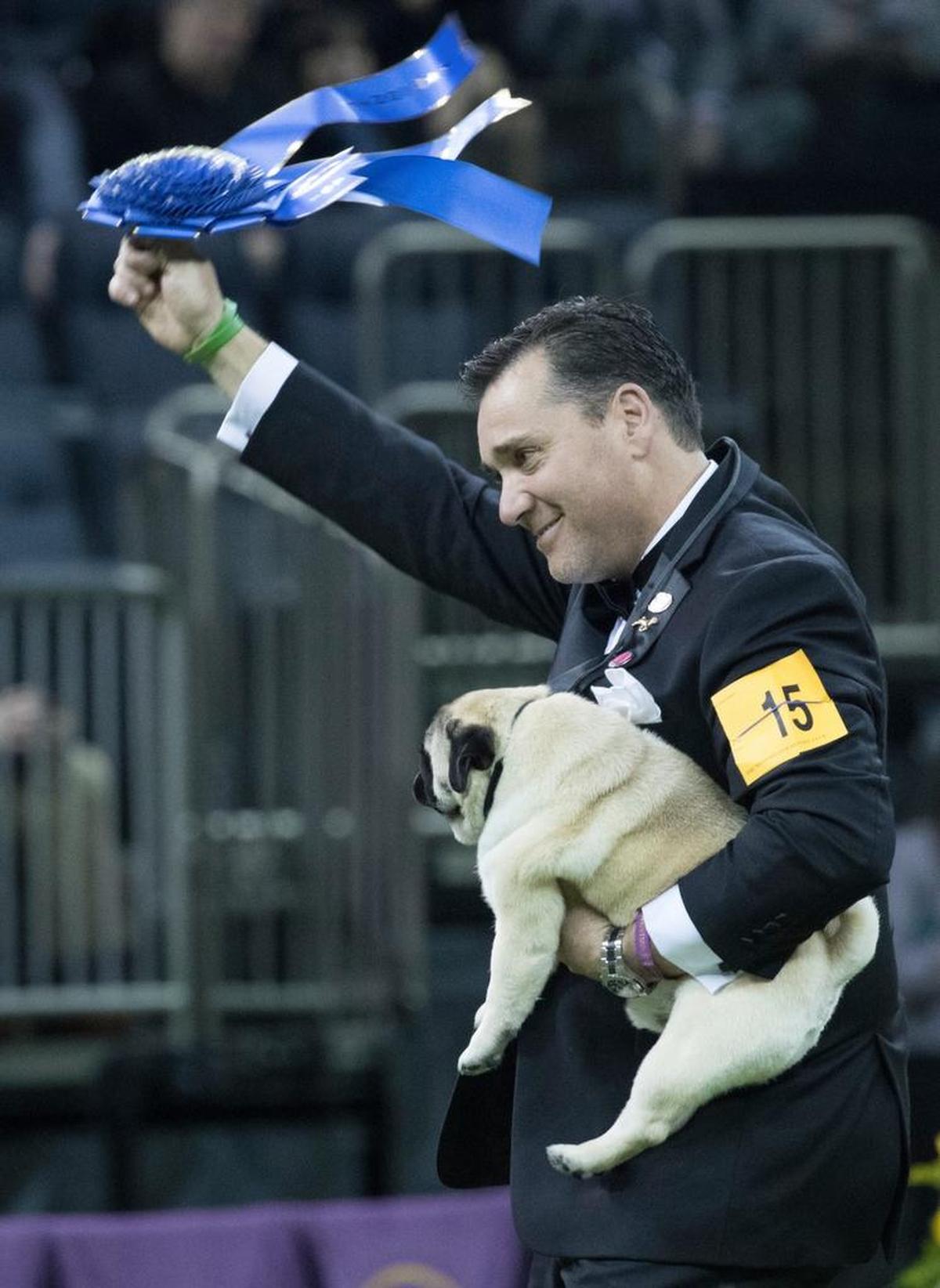 Esteban Farias waves the blue ribbon after Biggie, a pug, wins best in Toy group during the 142nd Westminster Kennel Club Dog Show.