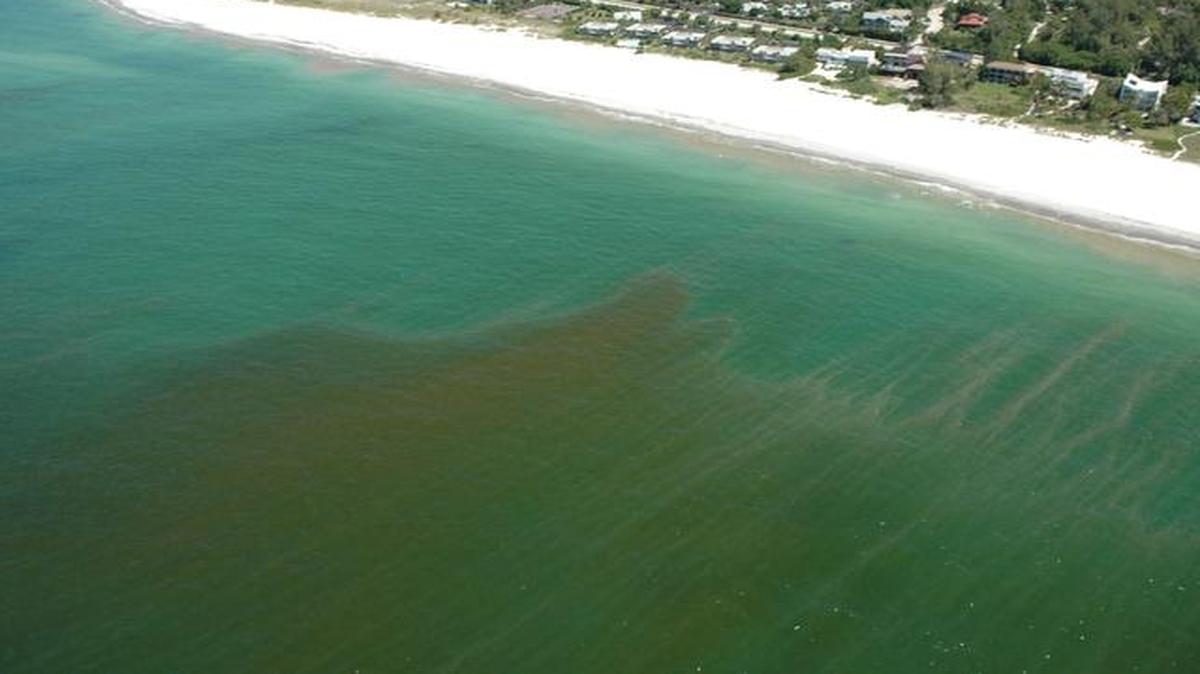 
This aerial view shows Coquina Beach, Fla., with an algae bloom off shore.
