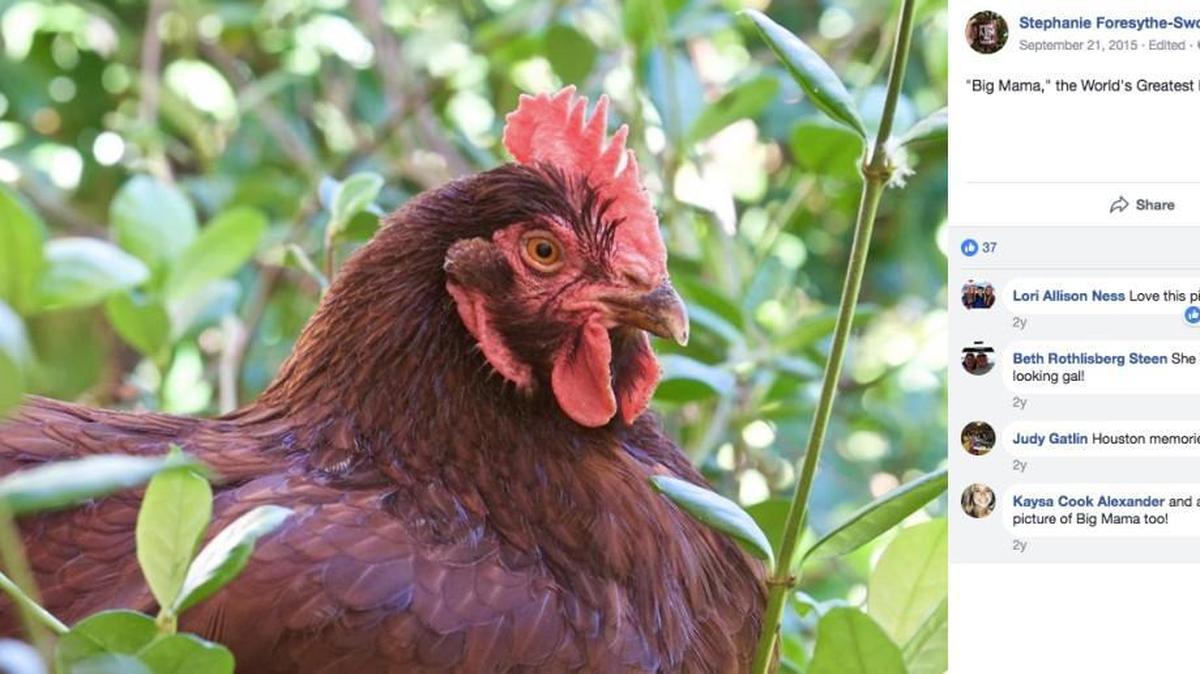 The Sword family of College Station, Texas, so loved this pet chicken that it wrote an obituary for her. Big Mama died in her sleep over the weekend.