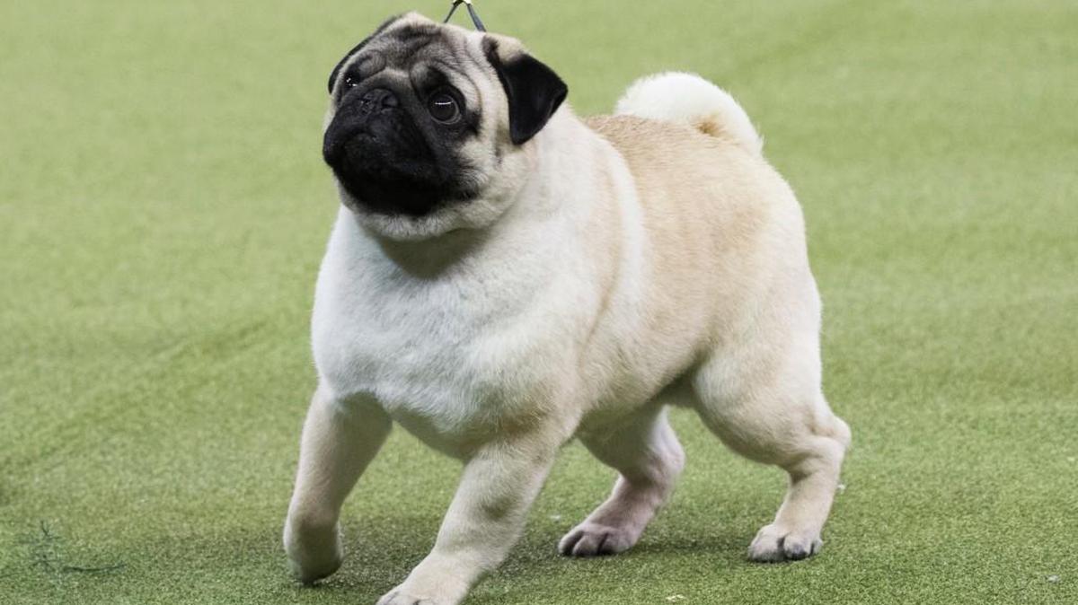 Biggie, a pug, won best in Toy Group at the 142nd Westminster Kennel Club Dog Show on Monday at Madison Square Garden in New York.