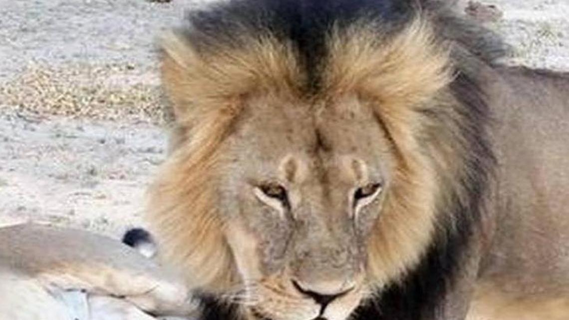 
Fury is growing over the death of beloved African lion Cecil, allegedly at the hands of a Minnesota dentist.
