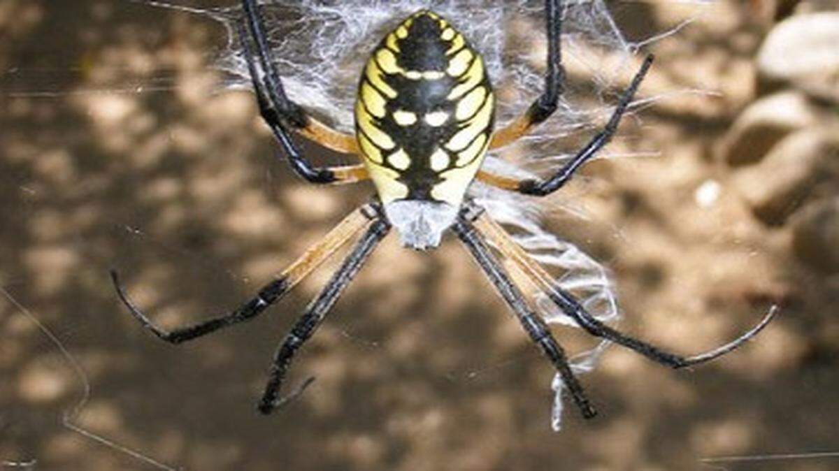
The golden orb-weaving spider
