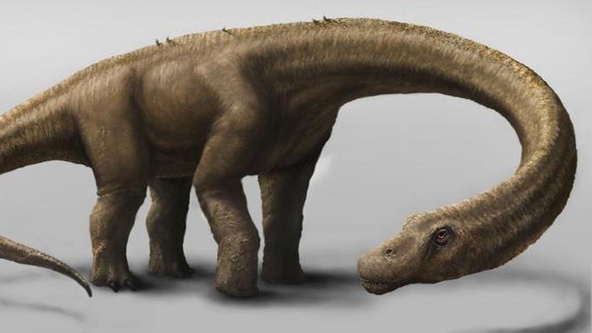 
This undated artist rendering provided by the Carnegie Museum of Natural History shows the Dreadnoughtus. The dinosaur Dreadnoughtus had a 37-foot-long neck, 30-foot tail, and weighed an estimated 65 tons. 
