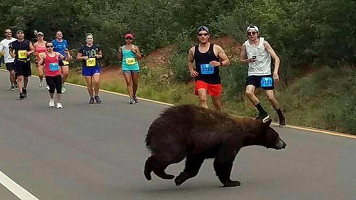 In this photo provided by Donald Sanborn, a bear walks across the street as runners compete in the Garden of the Gods 10 Mile Run near Colorado Springs, Colo., Sunday, June 11, 2017.