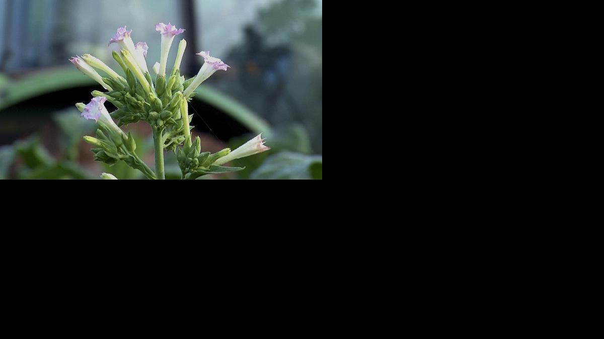 
In this Thursday, Aug. 7, 2014, image taken from video, flowers blossom on a mature flue-cured tobacco plant at Chris Haskins' tobacco farm in Chatham, Va. Starting next month, America’s remaining tobacco growers will be totally exposed to the laws of supply and demand. The very last buyout checks go out in October to about 425,000 tobacco farmers and landowners. They’re the last holdovers from a price-support and quota system that had guaranteed minimum prices for most of the 20th century, sustaining a way of life that began 400 years ago in Virginia.
