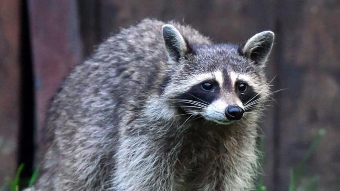 A 21-year-old woman jogging in the woods in Maine earlier this month managed to drown a raccoon in a puddle after it bit her hand.