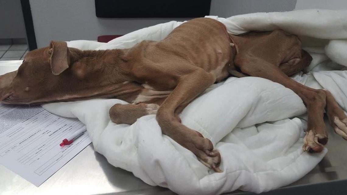 Vincent Currie gave media interviews after he turned in a sickly pit bull he said he found in a Wichita alley earlier this month. Now police suspect him of being the dog’s owner.