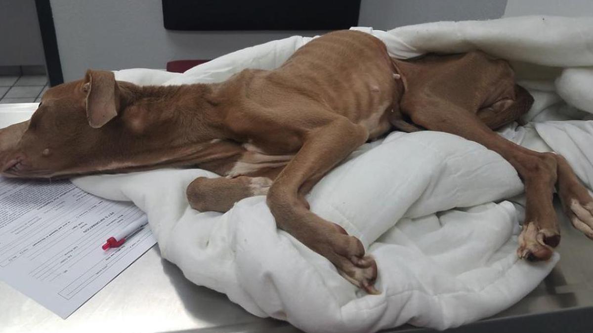 Vincent Currie gave media interviews after he turned in a sickly pit bull he said he found in a Wichita alley earlier this month. Now police suspect him of being the dog’s owner.