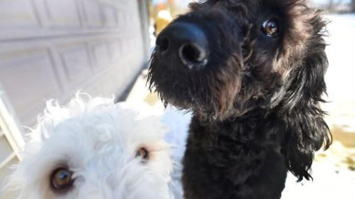 Labradoodles Adam and Eva were credited with saving an elderly woman who was lying in the snow outside a Michigan home. The dogs insisted on being let outside and then ran straight to the woman.