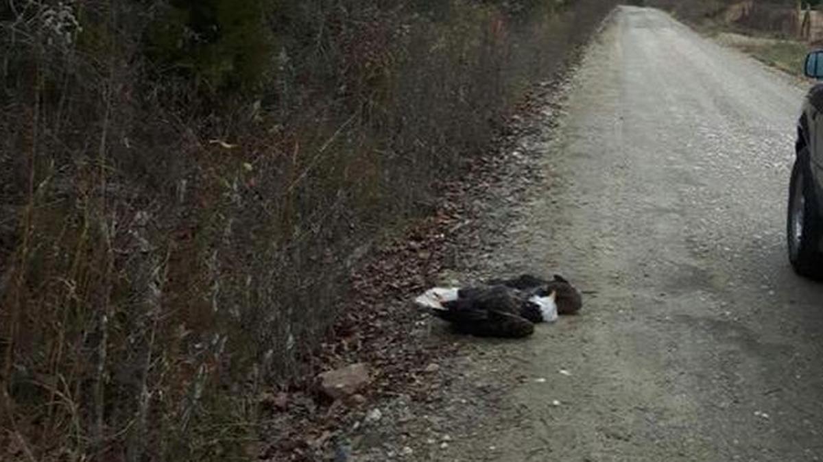Hundreds of angry comments have been let on the Oklahoma Game Wardens Facebook page after someone shot and killed a bald eagle in a rural part of the state last month.