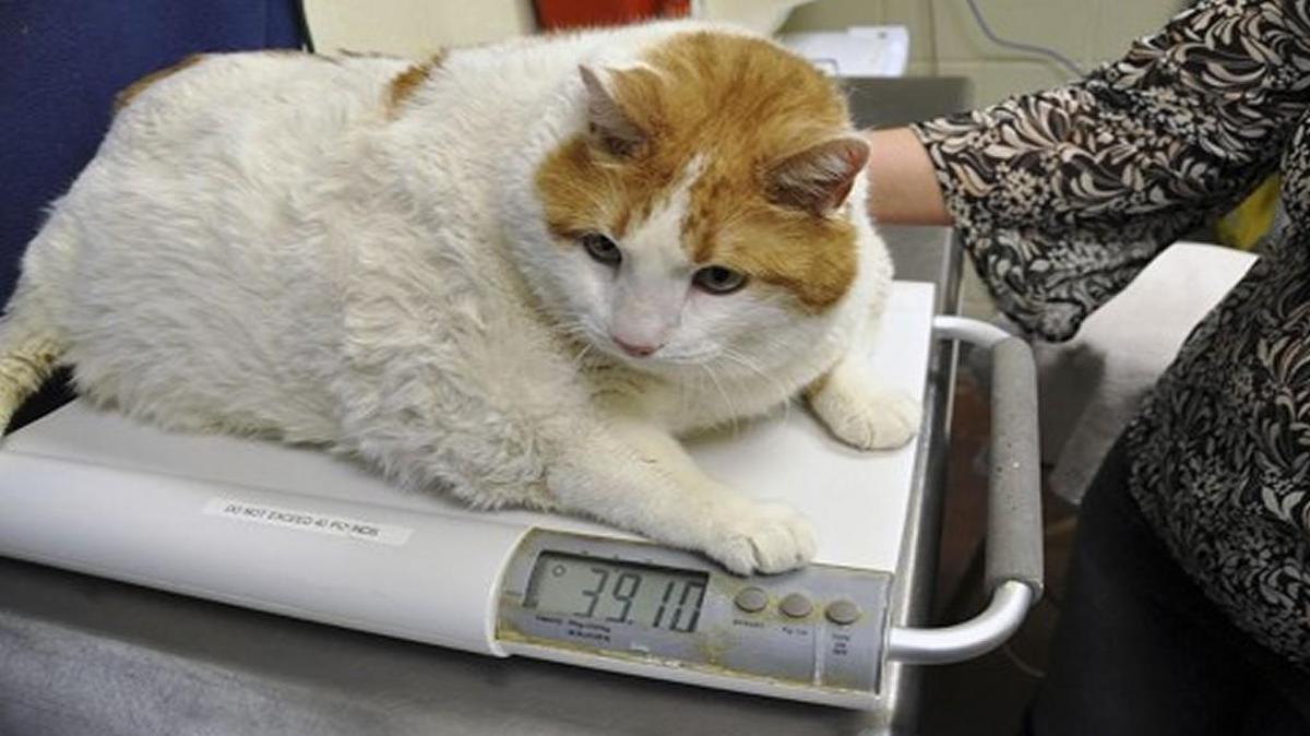 Banfield has seen a 158 percent increase in overweight dogs and 169 percent increase in overweight cats over the last 10 years.
