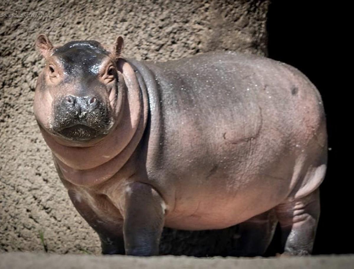 Fiona the miracle baby hippo debuts in her own show on the Facebook Watch platform on Tuesday.