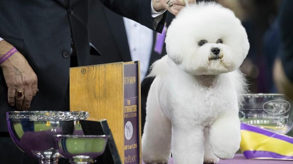 Flynn, a bichon frise, poses for photos after winning best in show during the 142nd Westminster Kennel Club Dog Show at Madison Square Garden in New York.