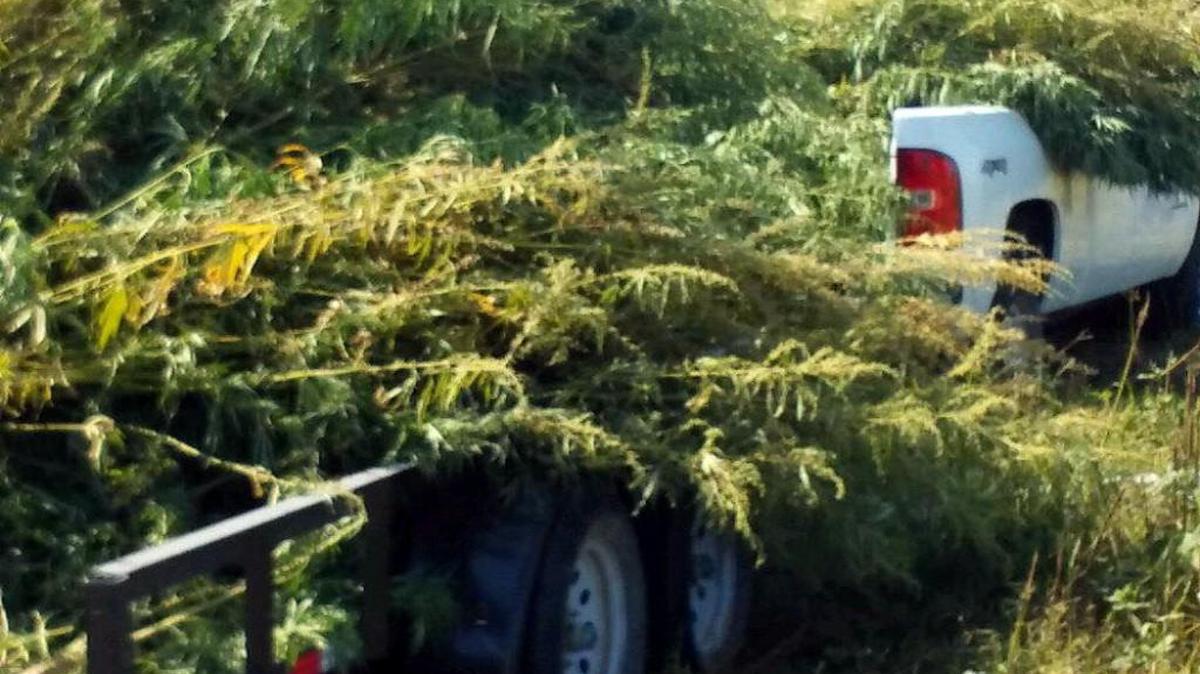 Law enforcement officers from Jasper Police Department, Barton County Sheriff's Office, Lamar Police Department and the Jasper county Sheriff’s Office - assisted by the Missouri National Guard - seized what was said to be 288 marijuana plants growing in rural Jasper County.