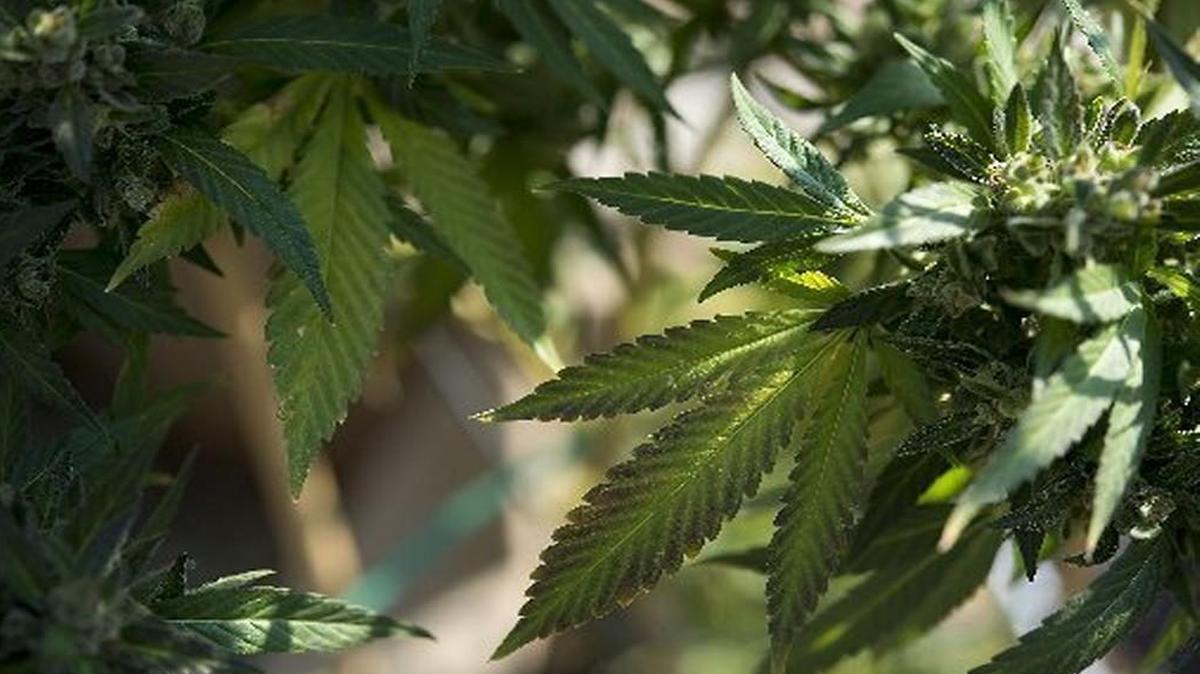 With the demand for marijuana higher than expected in Nevada and retailers running out of supply, the state proposed a state of emergency last week.