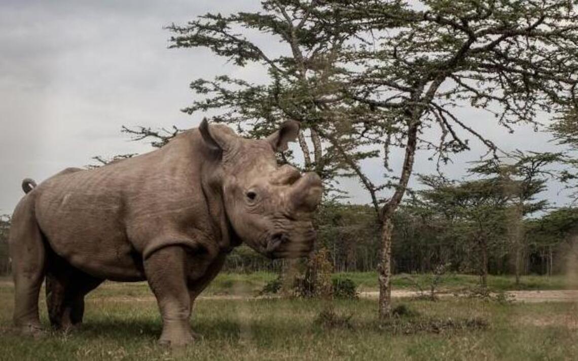 Rhino horn stolen from University of Vermont; reward offered