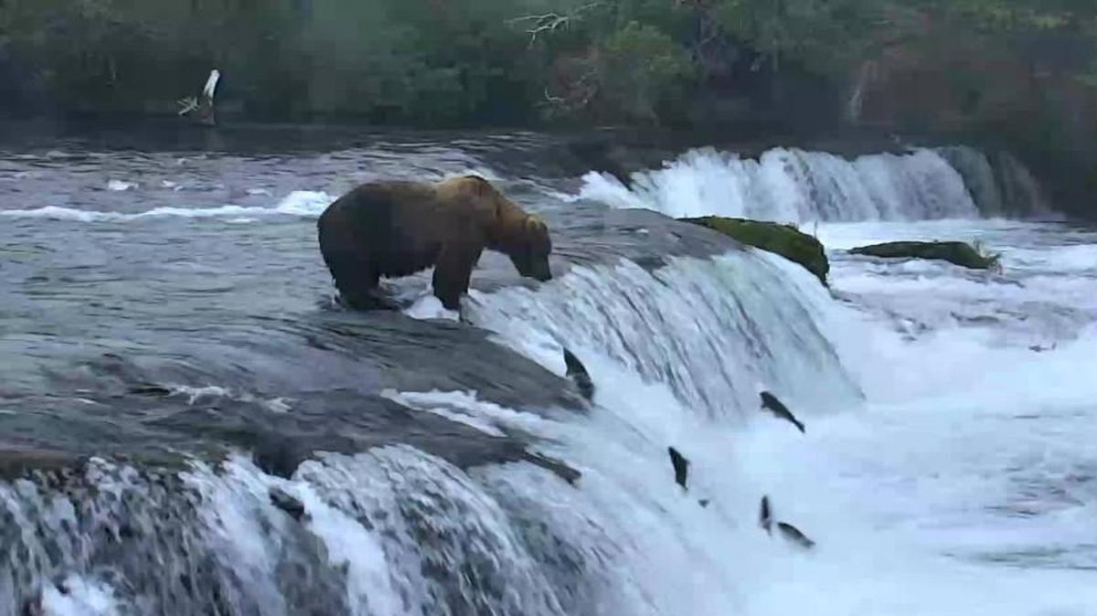 Explore.org has set up bear cams in Katmai National Park in southern Alaska that are showing 24 hours of bears. One shows bears trying to catch salmon in a river. Just try to look away.