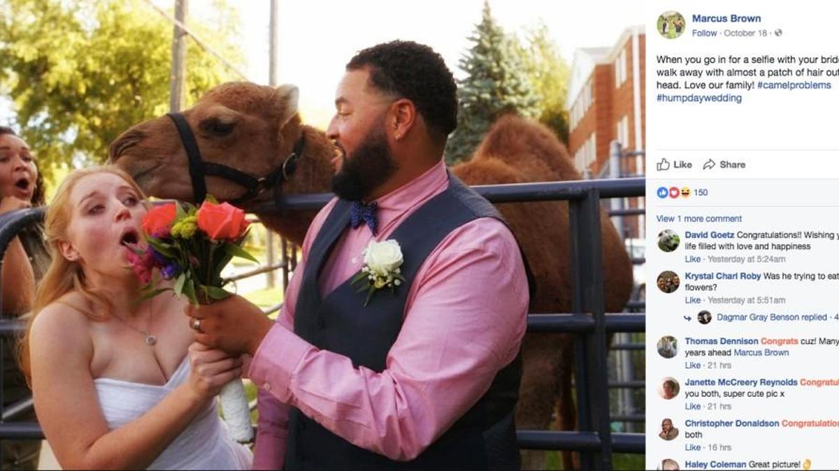 Nebraska groom Marcus Brown came up with a most fitting way to celebrate his “hump day” wedding - he surprised his bride, Ruth, with a camel at the church.