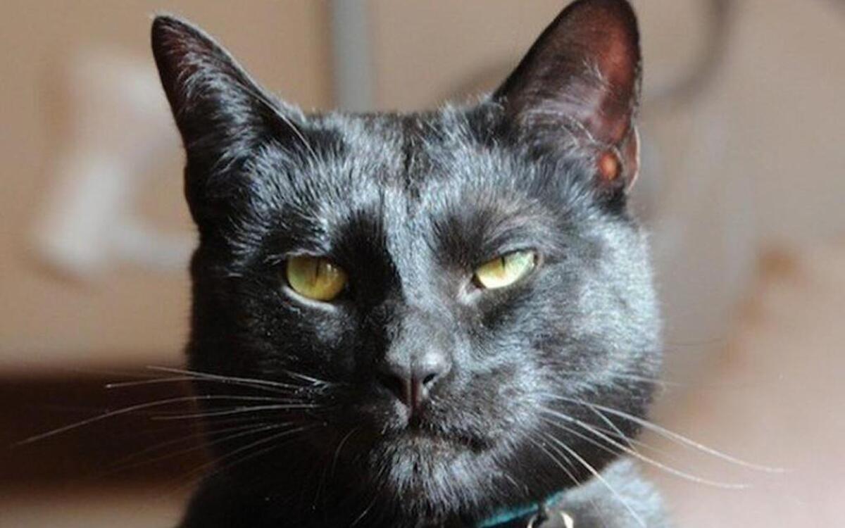 Meet Mr. Biggles. This cat is a real “bastard.” But he needs a home.