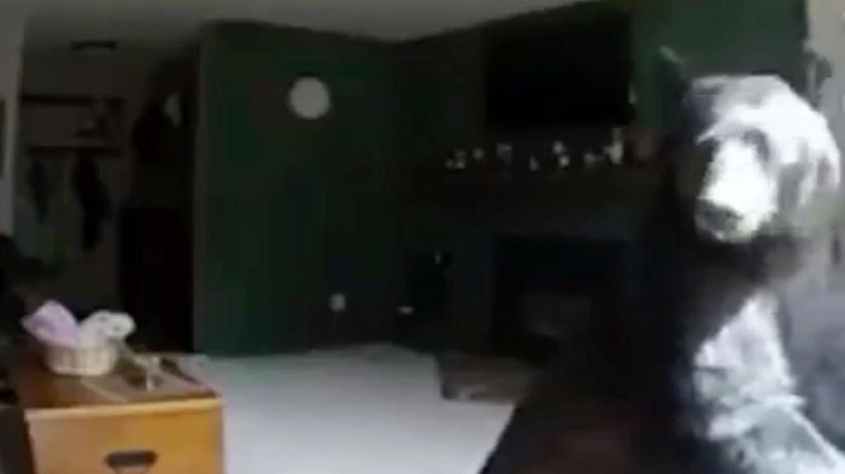 Caught in the act! A bear in Colorado tickled the ivories as he ransacked an apartment in Vail last week.
