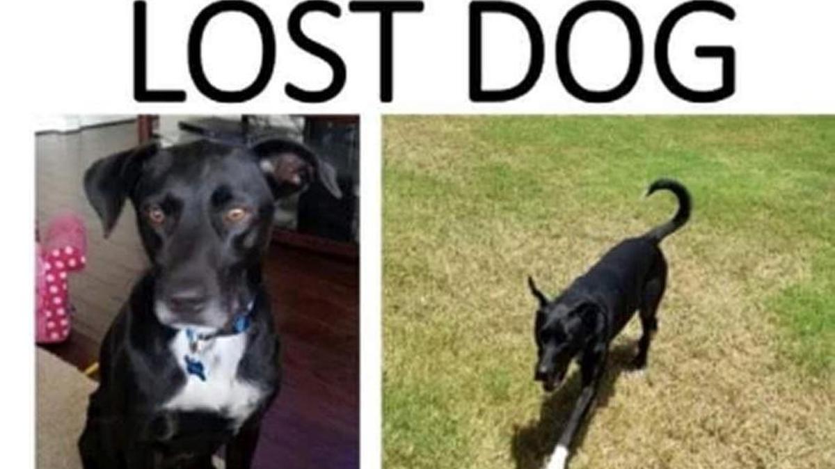Domino — saved from a high-kill shelter in Texas — has been on the lam in Kansas since August. But now he’s finally safe in his new home in Seattle.
