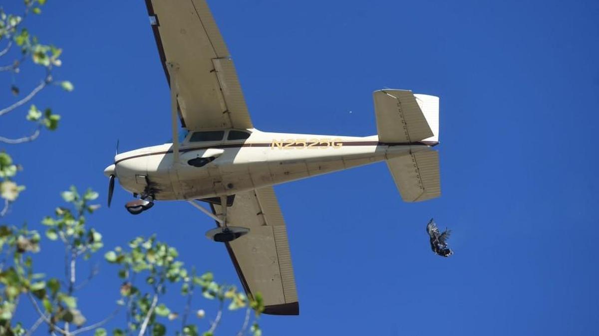 In 2015, the 70th year of the Turkey Trot in Yellville, Ark., turkeys were thrown from a plane. The tradition returned in 2017.