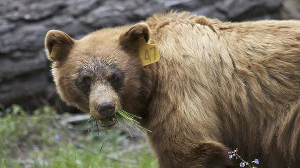 
Keeping wild black bears in Yosemite National Park away from humans is a constant battle. 
